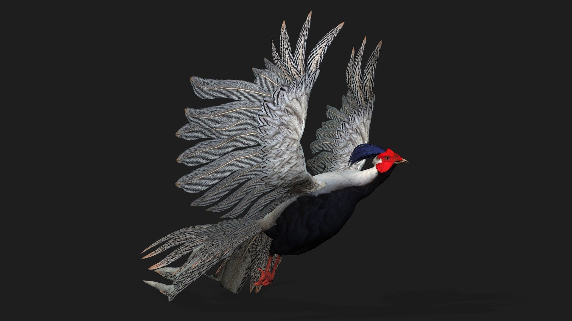 White Pheasant-A1 3D model_10