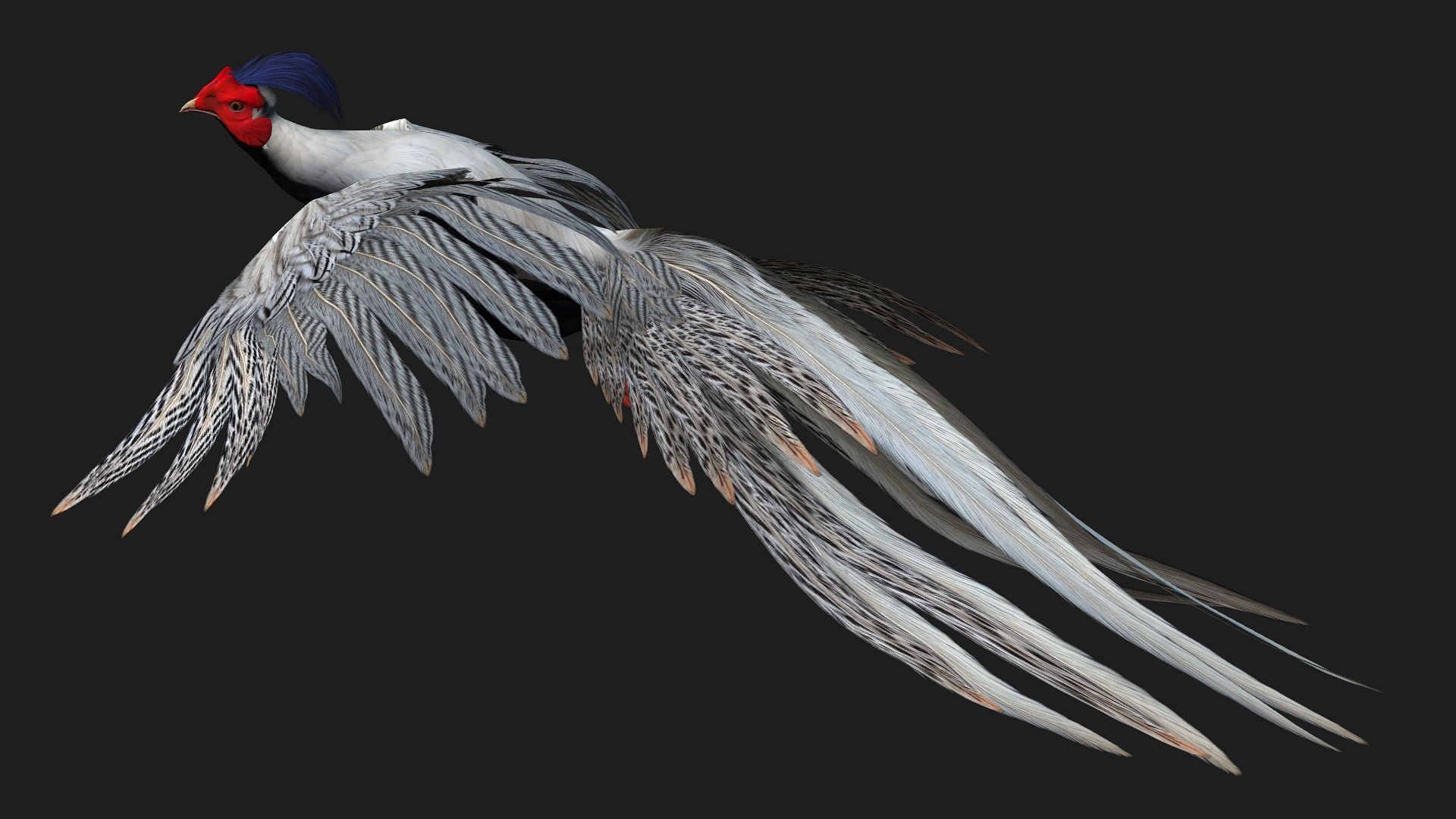 White Pheasant-A1 3D model_11