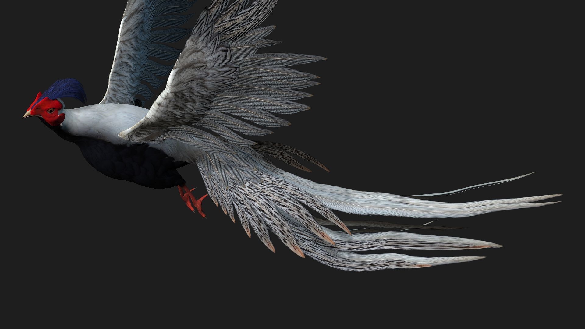 White Pheasant-A1 3D model_12