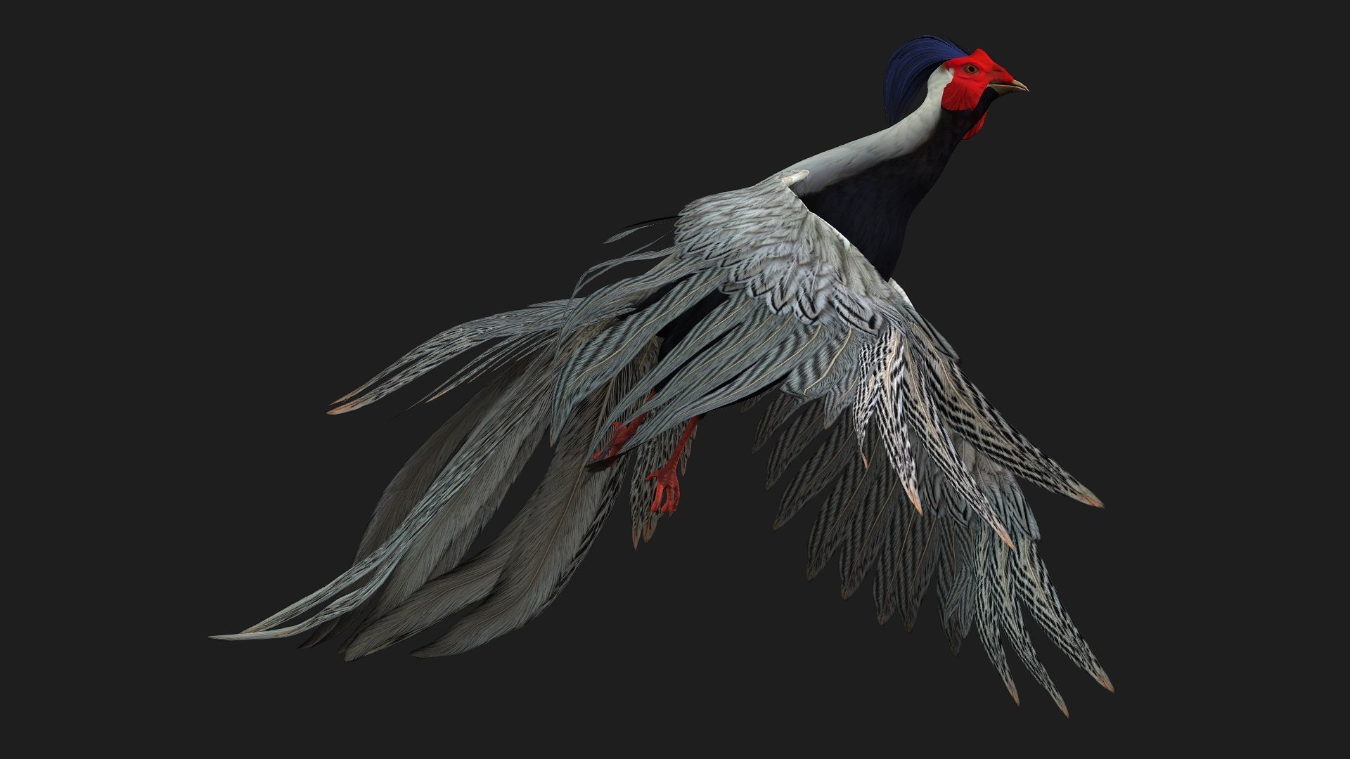 White Pheasant-A1 3D model_8