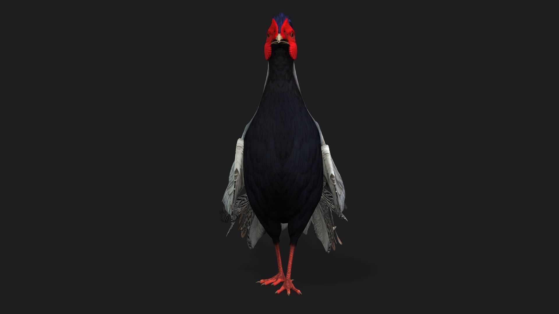 White Pheasant-A1 3D model_5