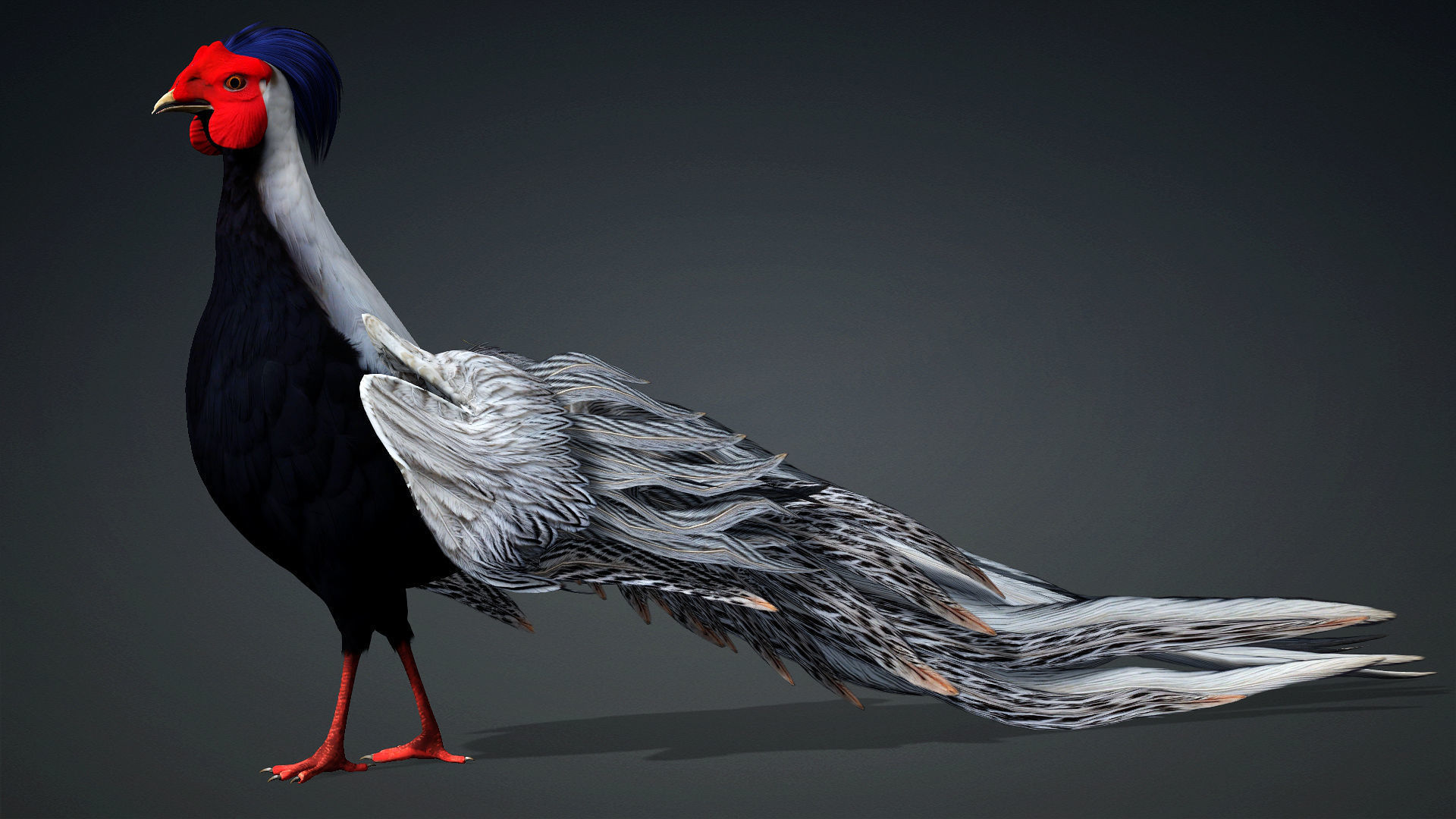 White Pheasant-A1 3D model_2