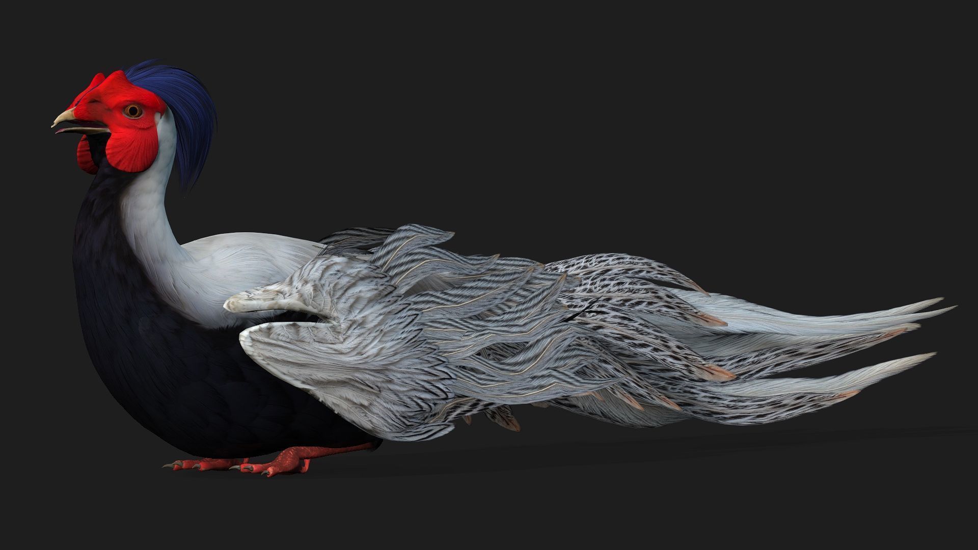 White Pheasant-A1 3D model_16