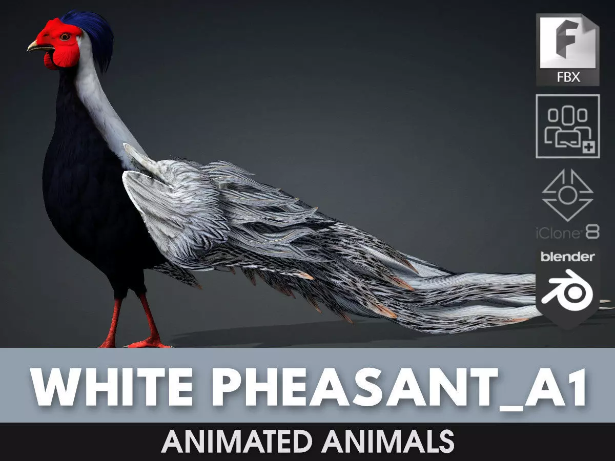 White Pheasant-A1 3D model_0