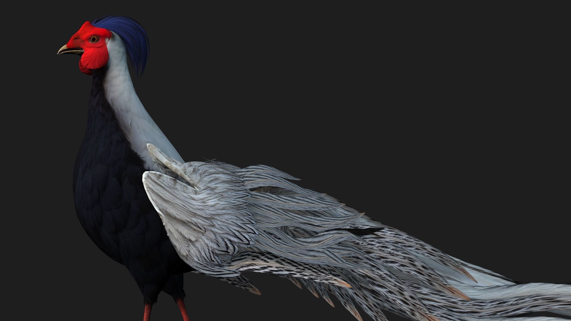 White Pheasant-A1 3D model_3