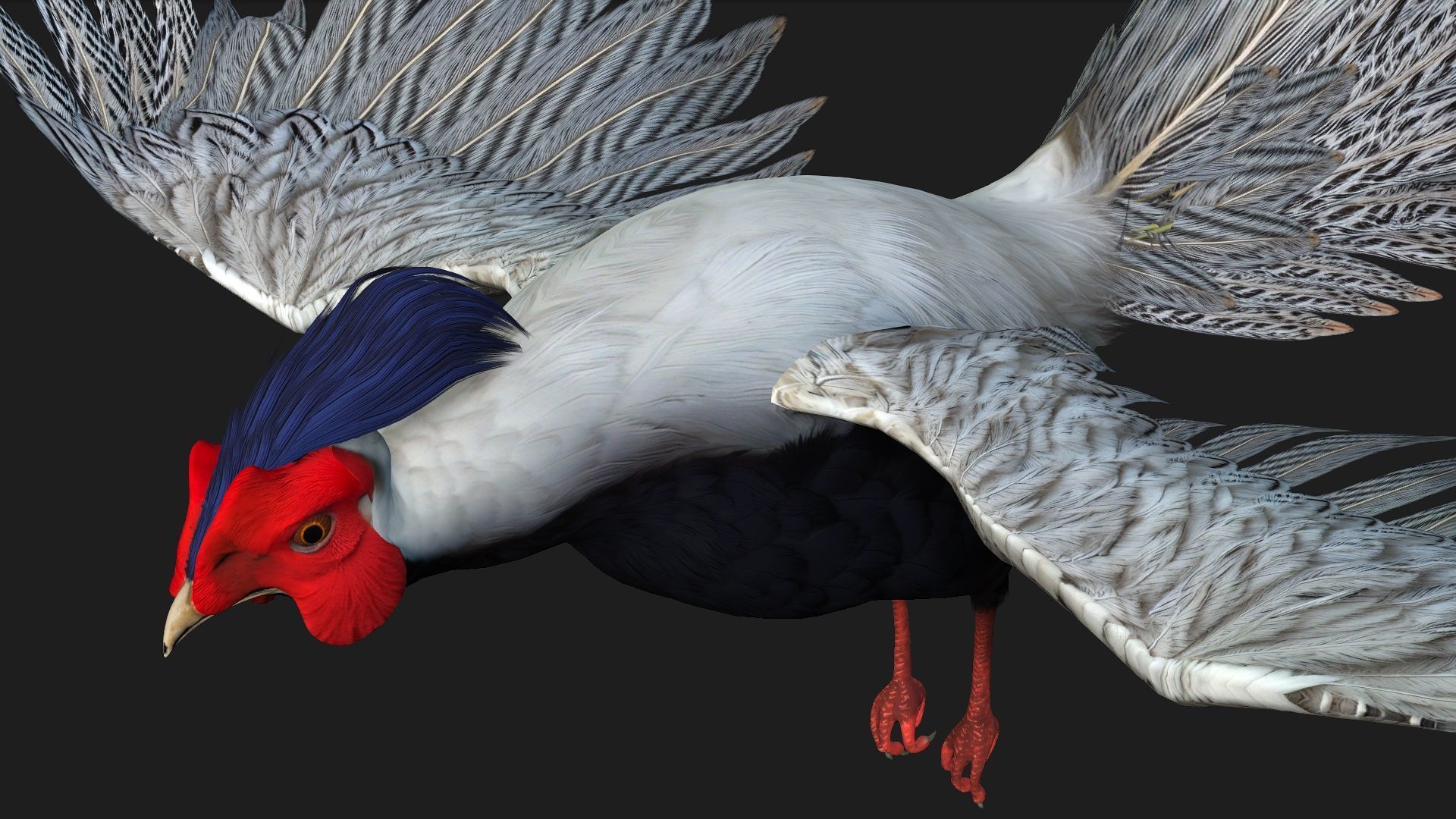 White Pheasant-A1 3D model_14