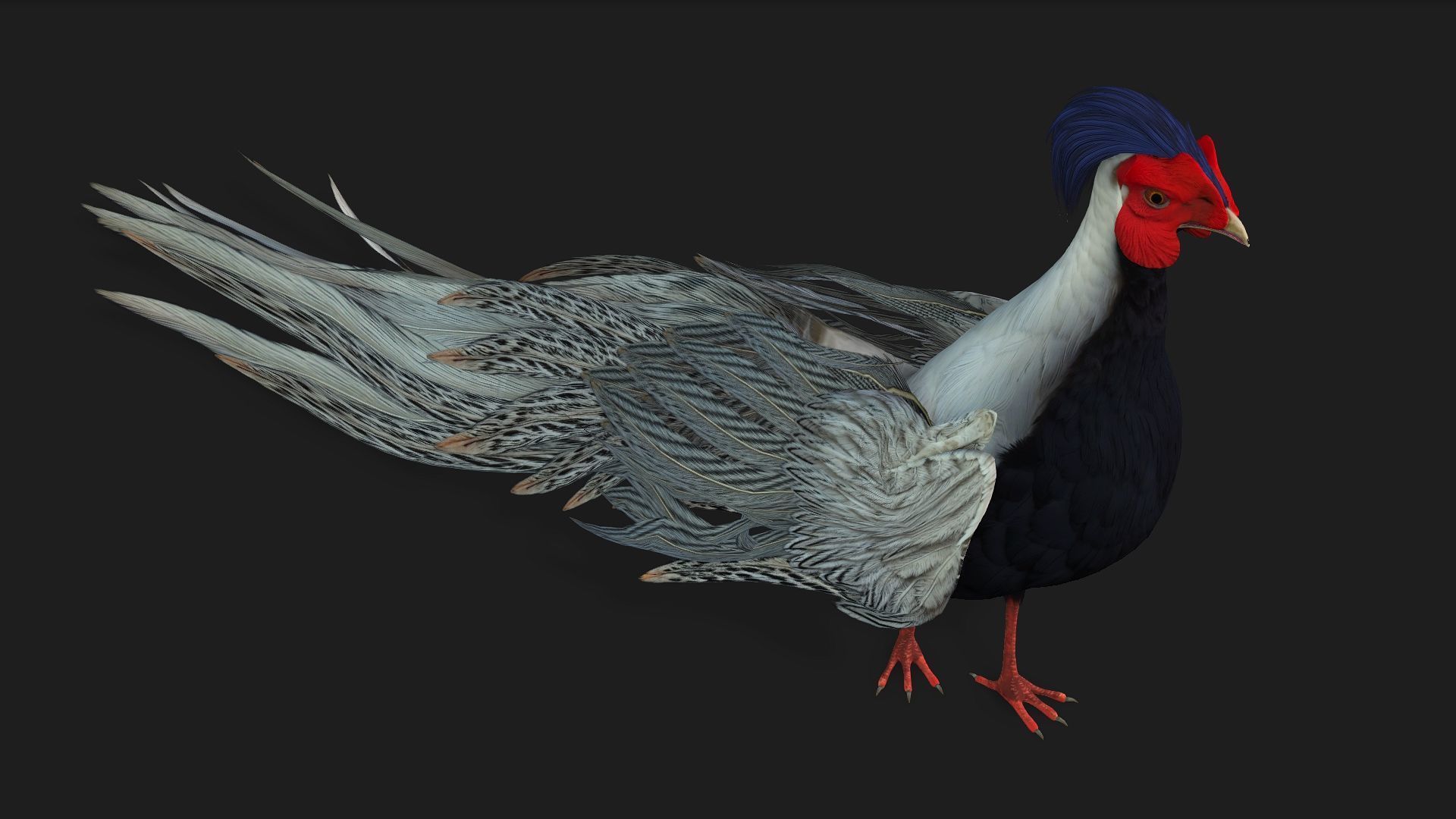 White Pheasant-A1 3D model_4