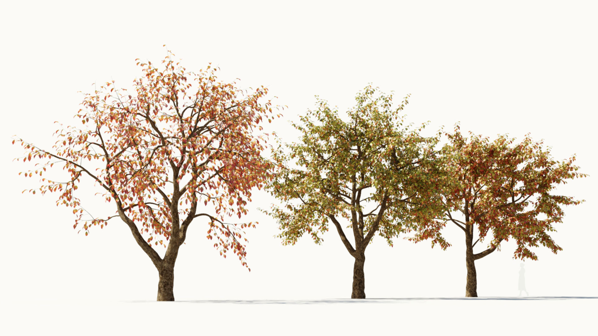 Ulmus changii d 3D model_9