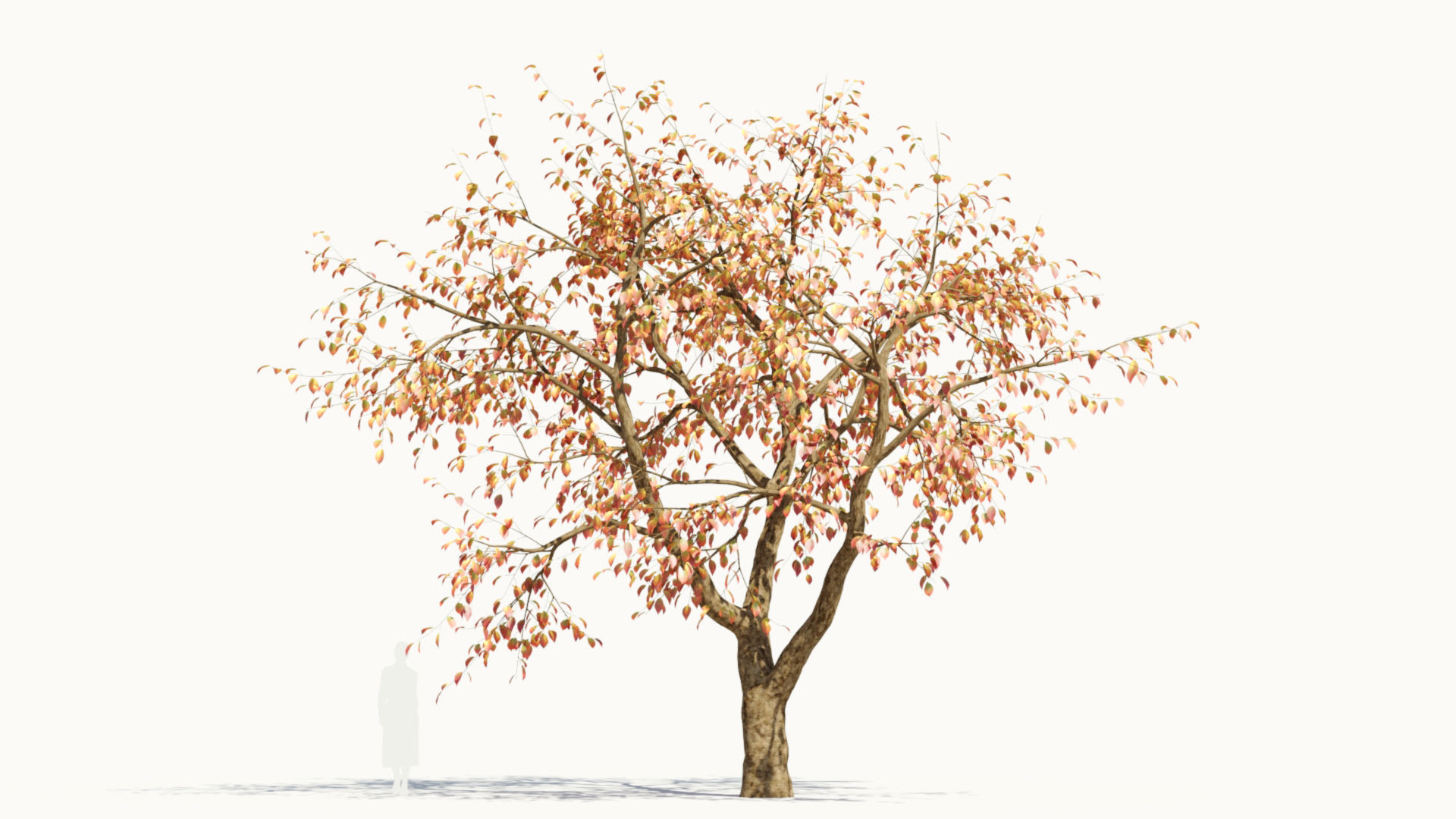 Ulmus changii d 3D model_13