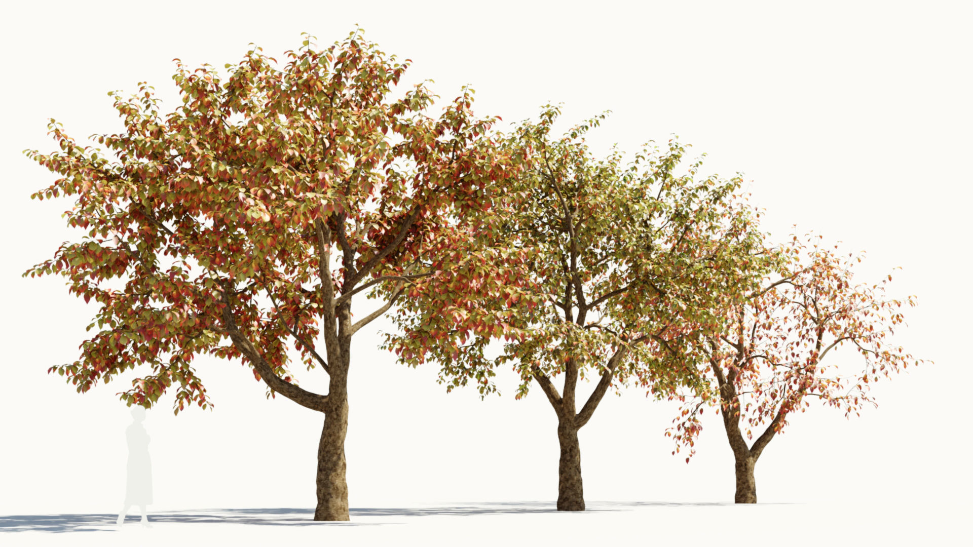 Ulmus changii d 3D model_8