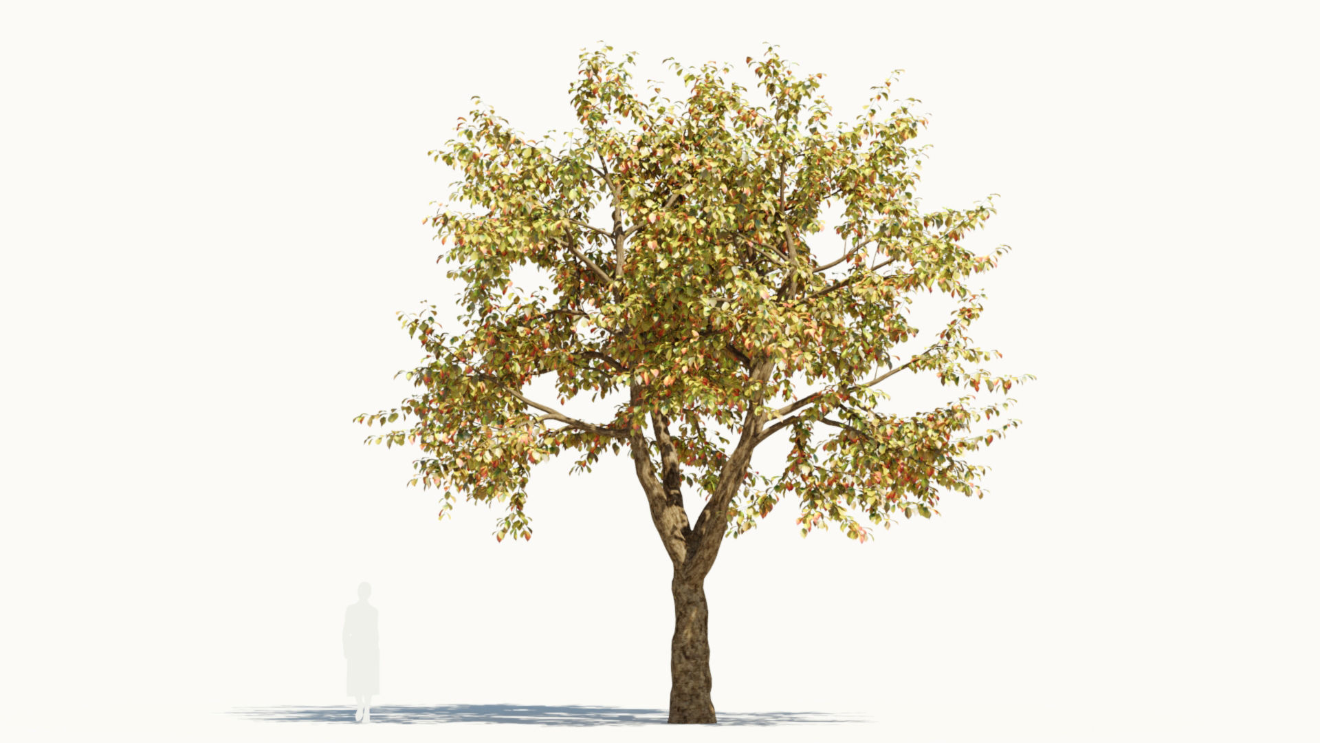 Ulmus changii d 3D model_12