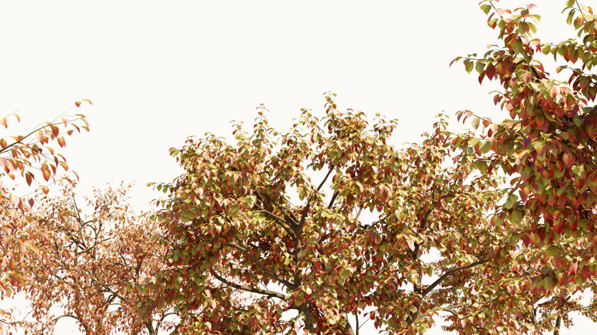 Ulmus changii d 3D model_2