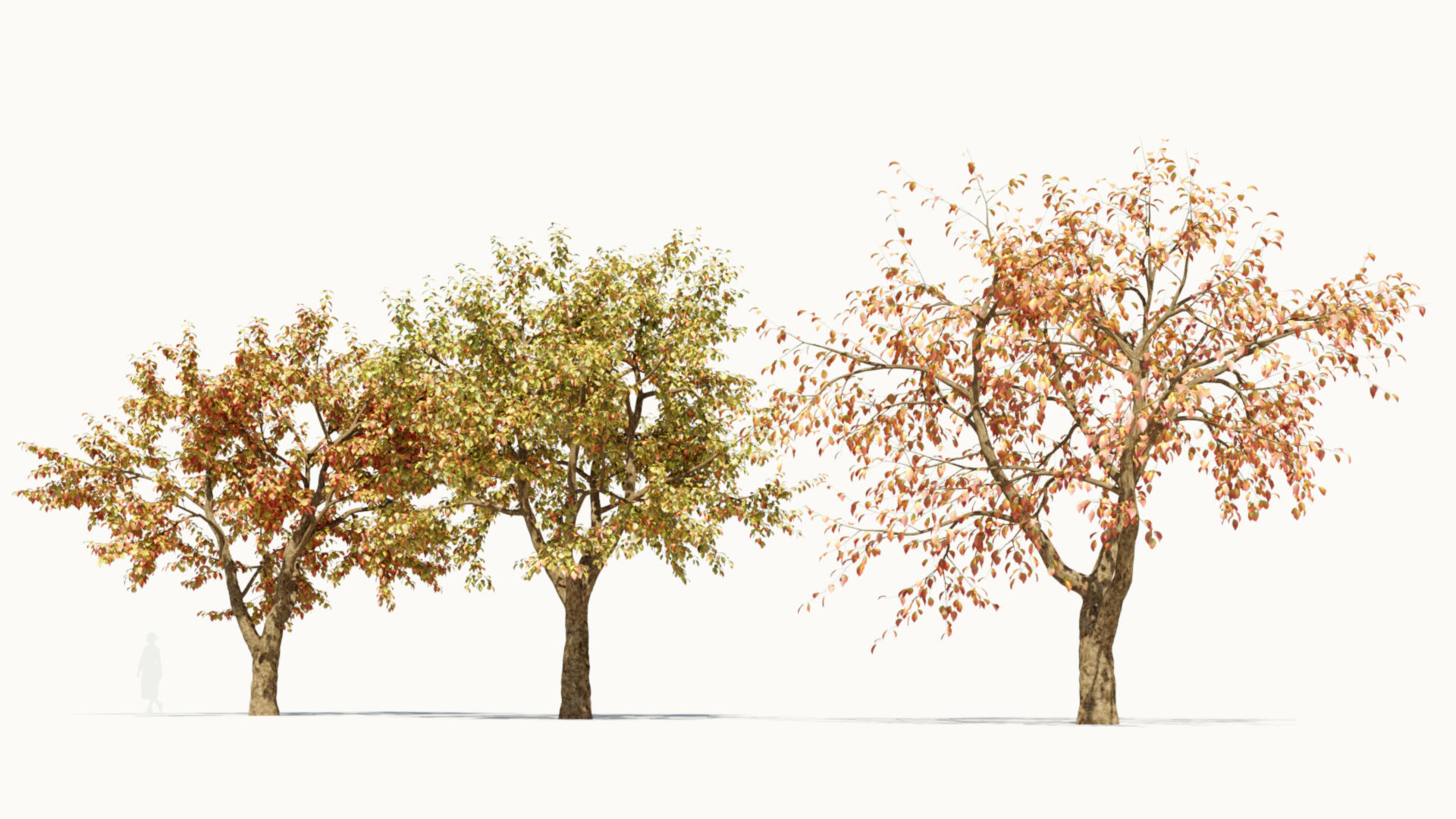 Ulmus changii d 3D model_6