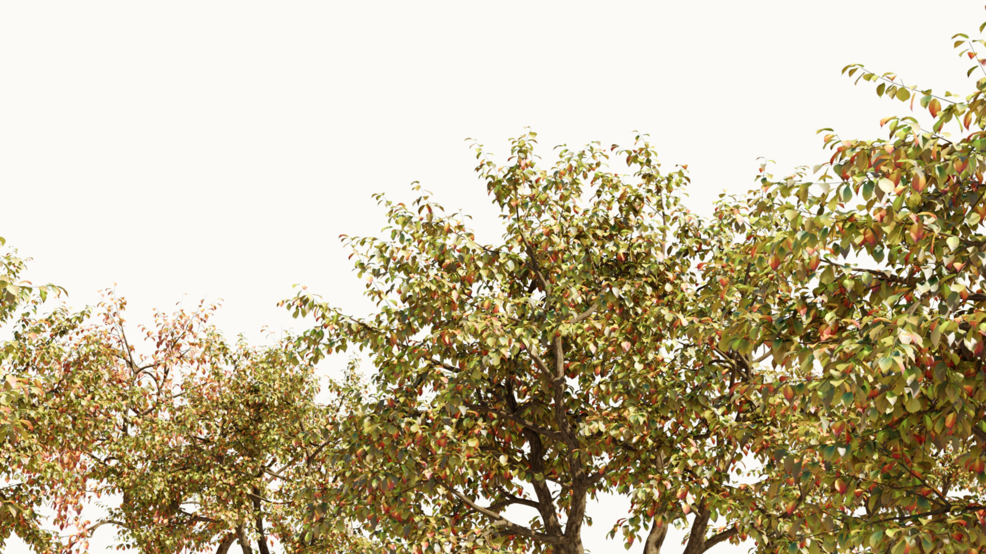 Ulmus changii d 3D model_3