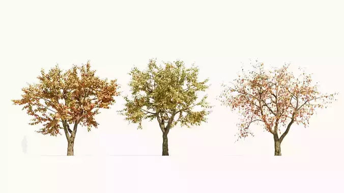 Ulmus changii d 3D model