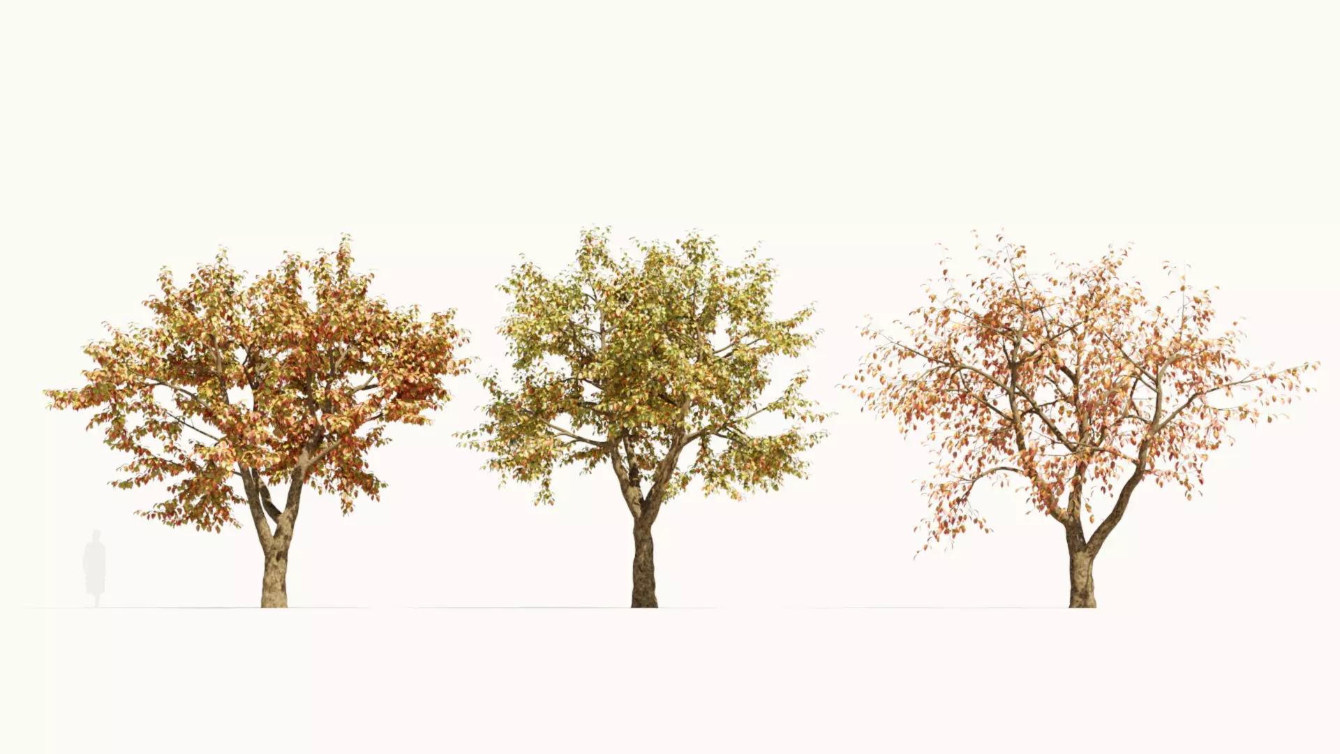 Ulmus changii d 3D model_0