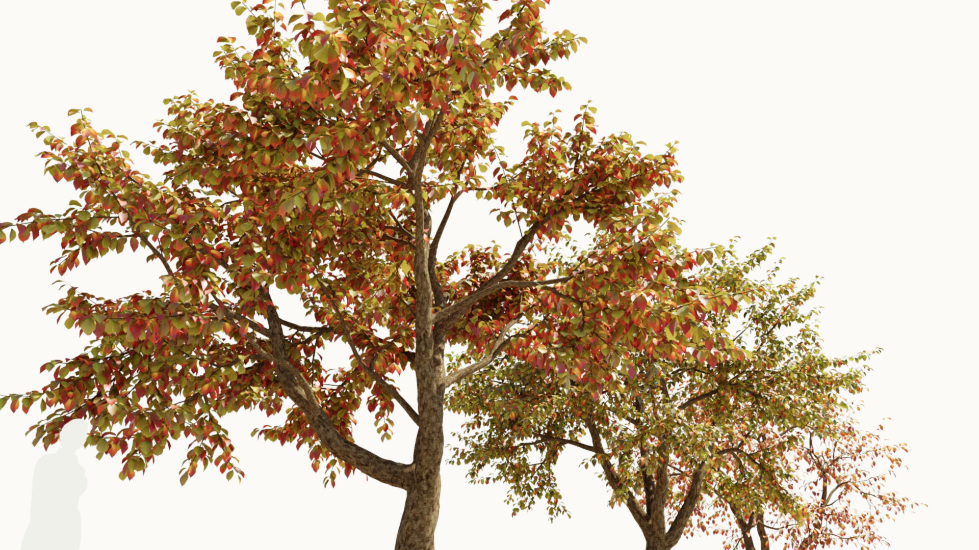 Ulmus changii d 3D model_10