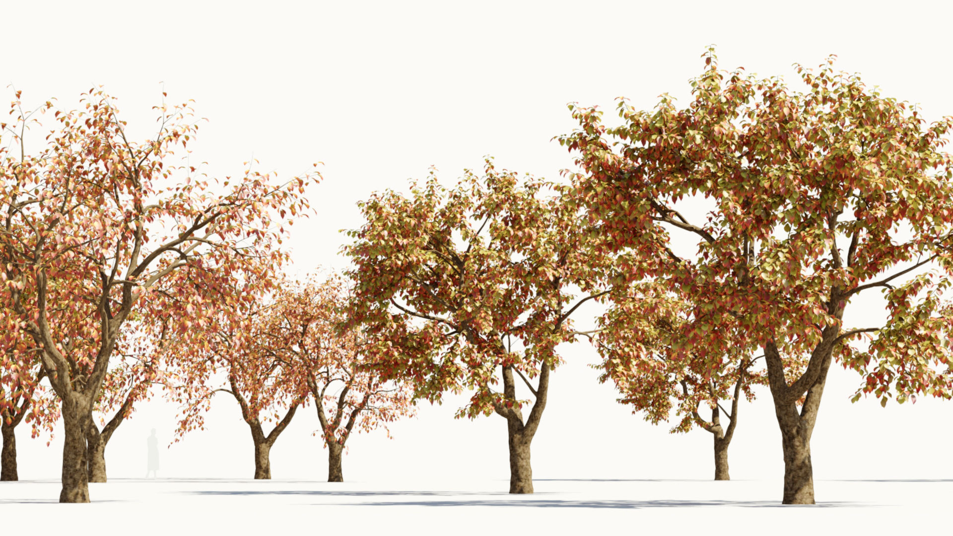 Ulmus changii d 3D model_1
