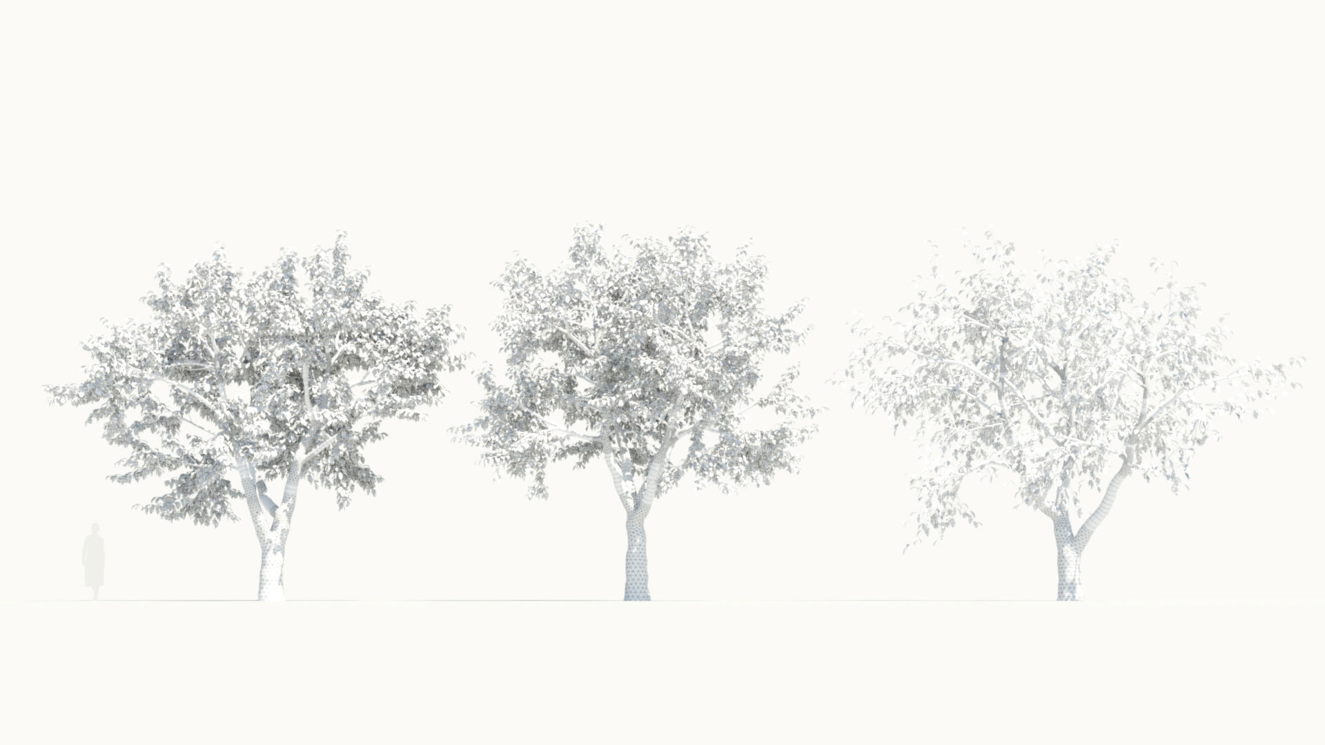 Ulmus changii d 3D model_5
