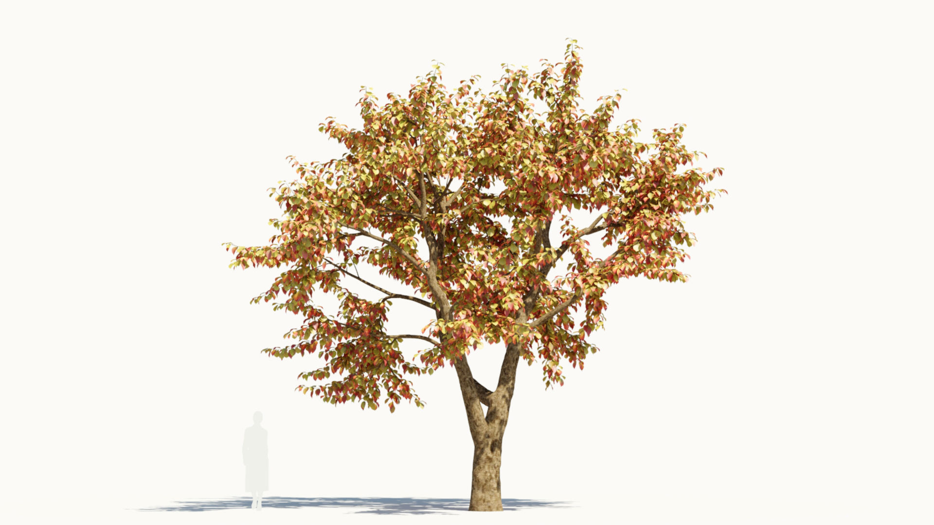Ulmus changii d 3D model_11
