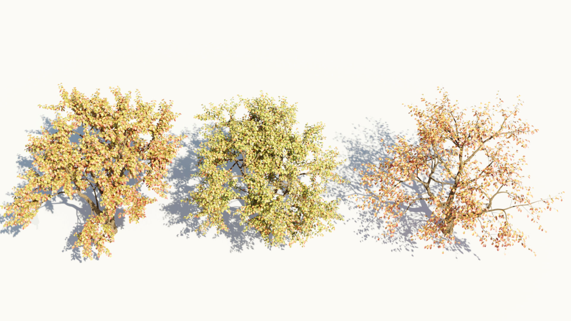 Ulmus changii d 3D model_7