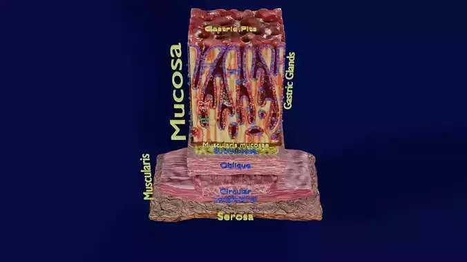 Stomach Gastric Gland cells histology