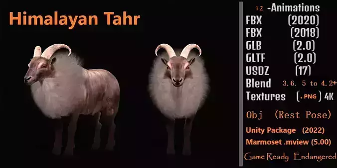 Himalayan Tahr Wild Goat Low-poly 3D model