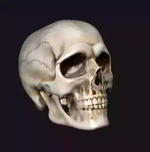 Skull