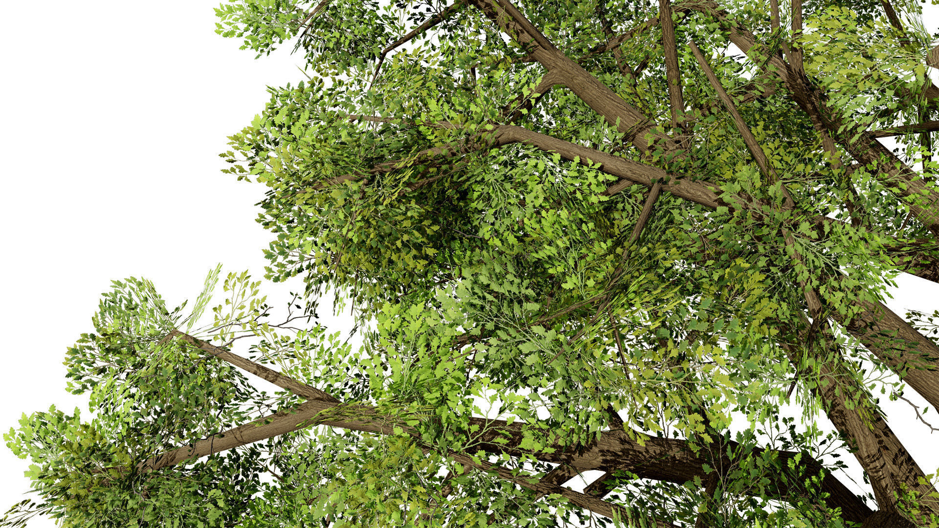 Quercus Tree Pack Low-poly 3D model_7