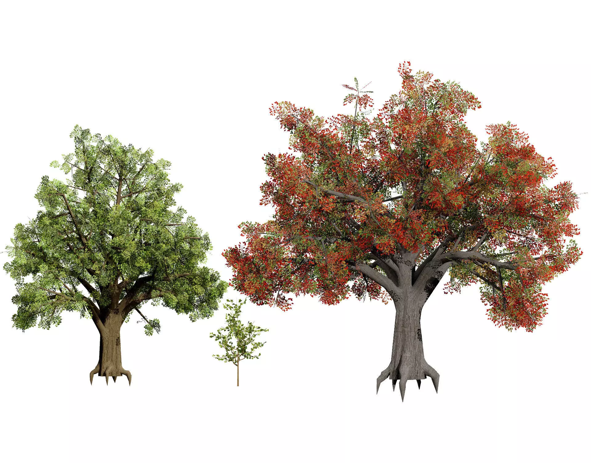 Quercus Tree Pack Low-poly 3D model_0