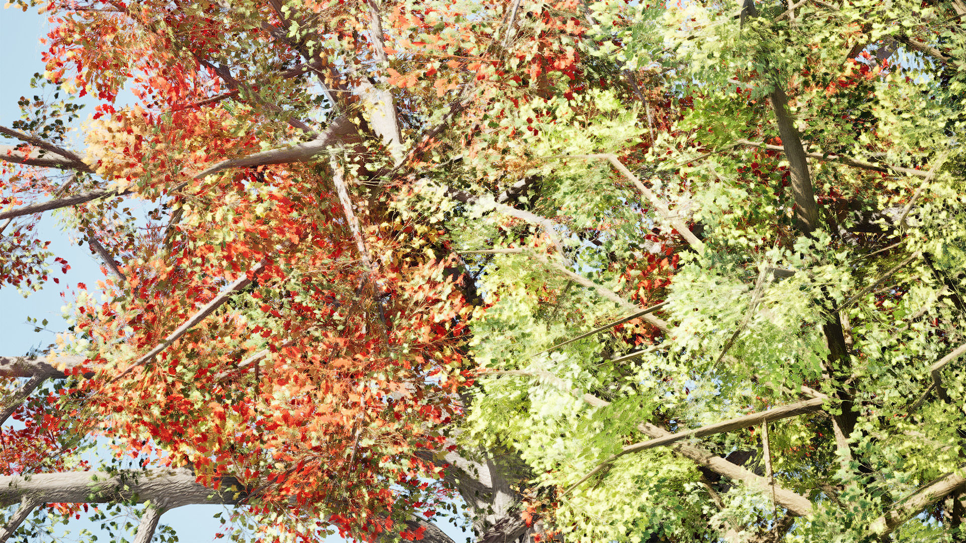 Quercus Tree Pack Low-poly 3D model_11