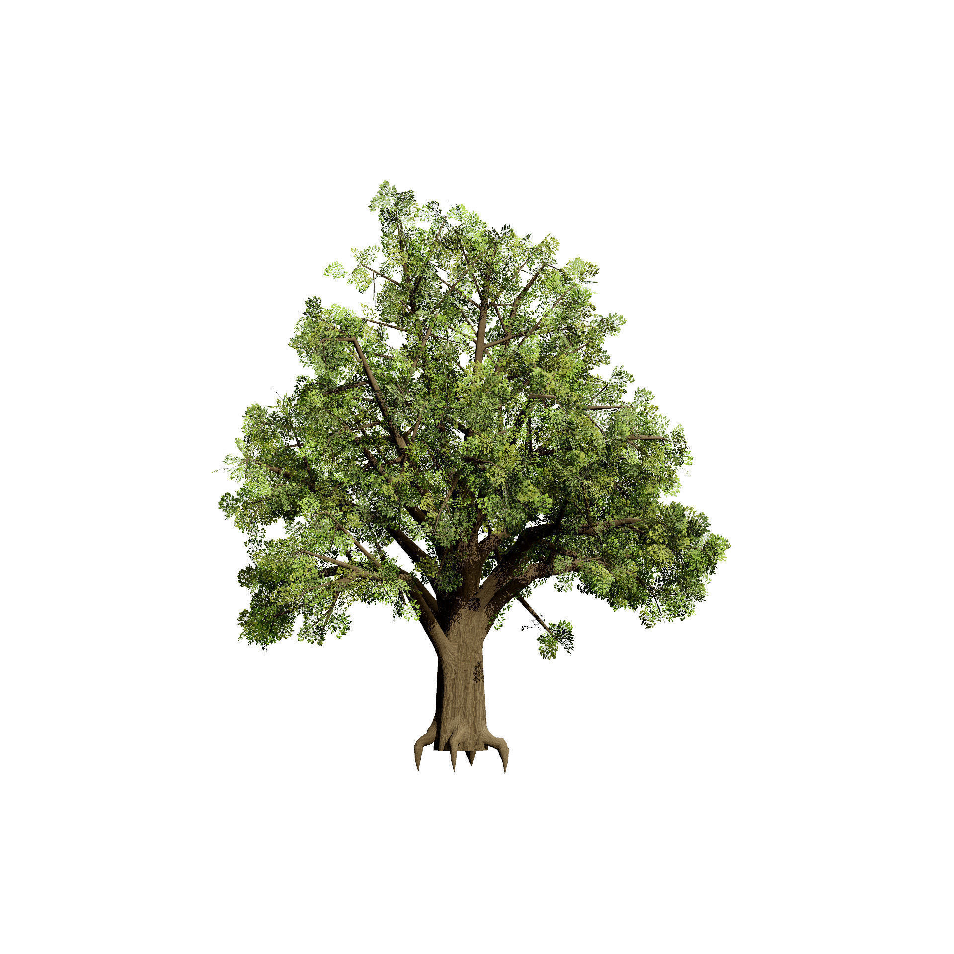 Quercus Tree Pack Low-poly 3D model_3