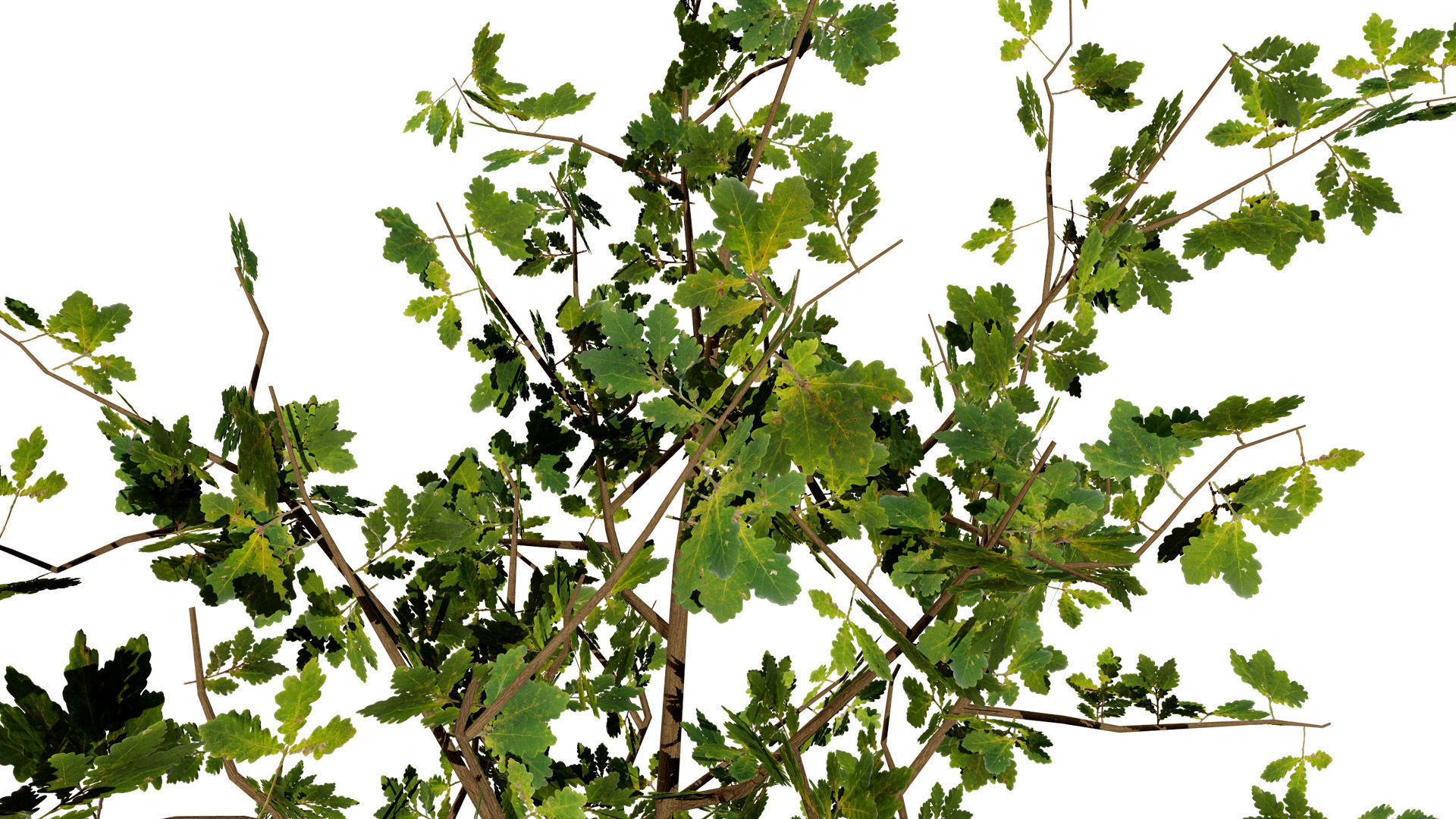 Quercus Tree Pack Low-poly 3D model_9