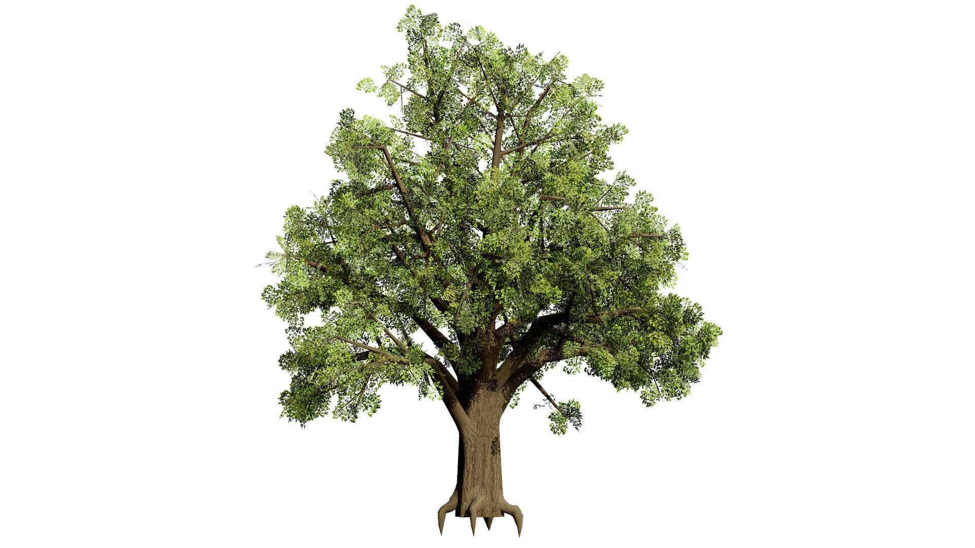 Quercus Tree Pack Low-poly 3D model_6