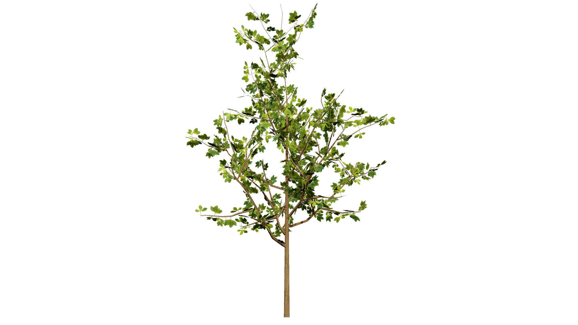 Quercus Tree Pack Low-poly 3D model_8