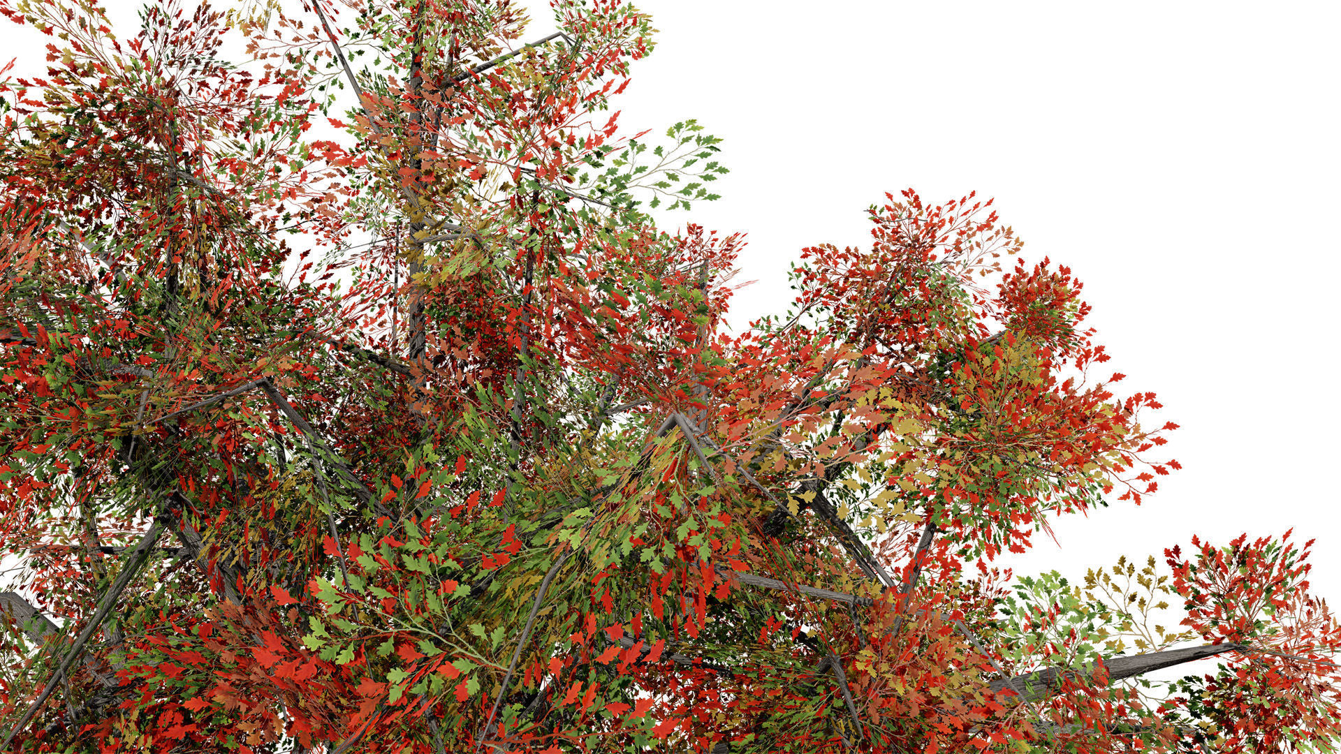 Quercus Tree Pack Low-poly 3D model_4