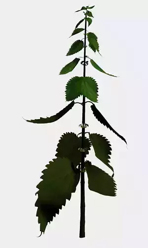 Forest nettle plant stinging nettle