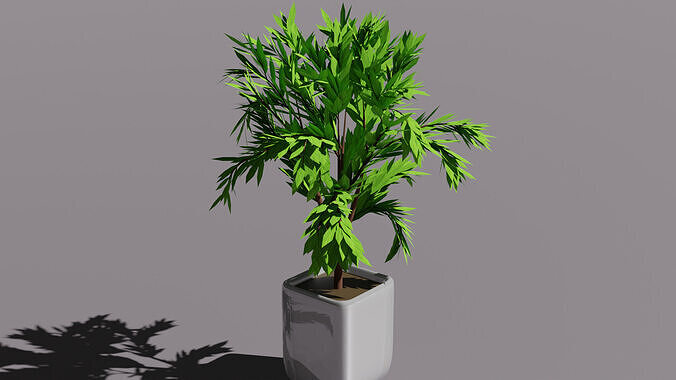 Plant and a pot