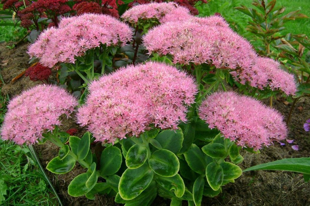 peggy porschen cafe london 3D model_36