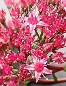 peggy porschen cafe london 3D model_21