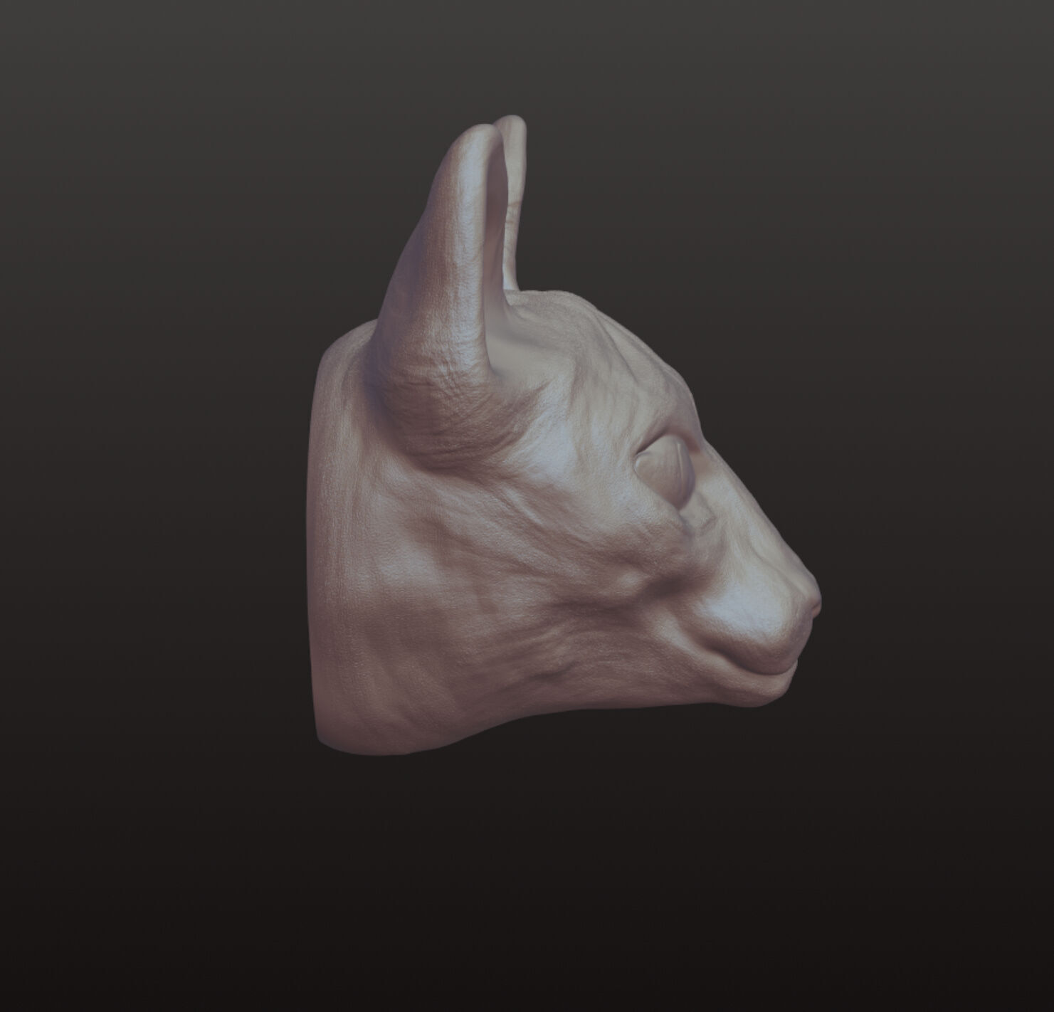 Sphynx Cat head 3D model  3D model_1