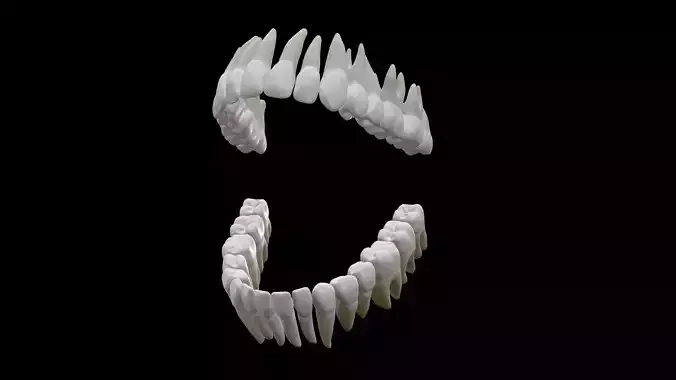 Realistic Human Teeth Low and High Poly 3D model Low-poly 3D model