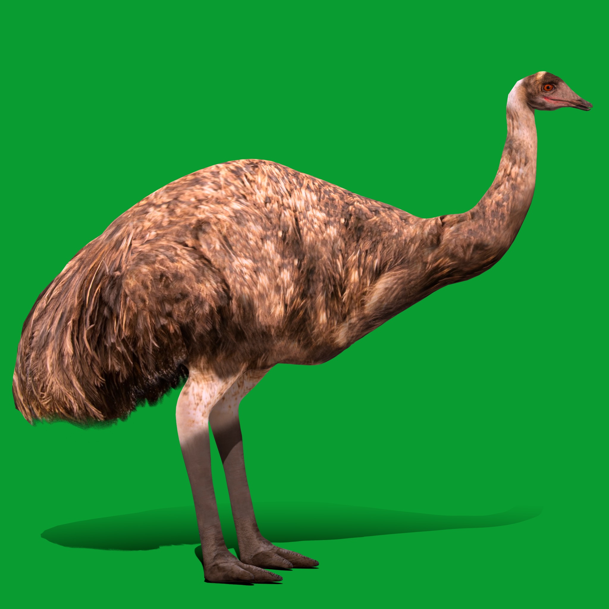 Emu Bird Low-poly 3D model_17
