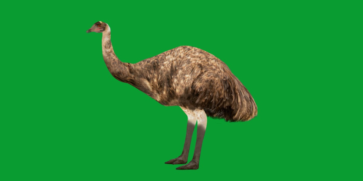 Emu Bird Low-poly 3D model_23