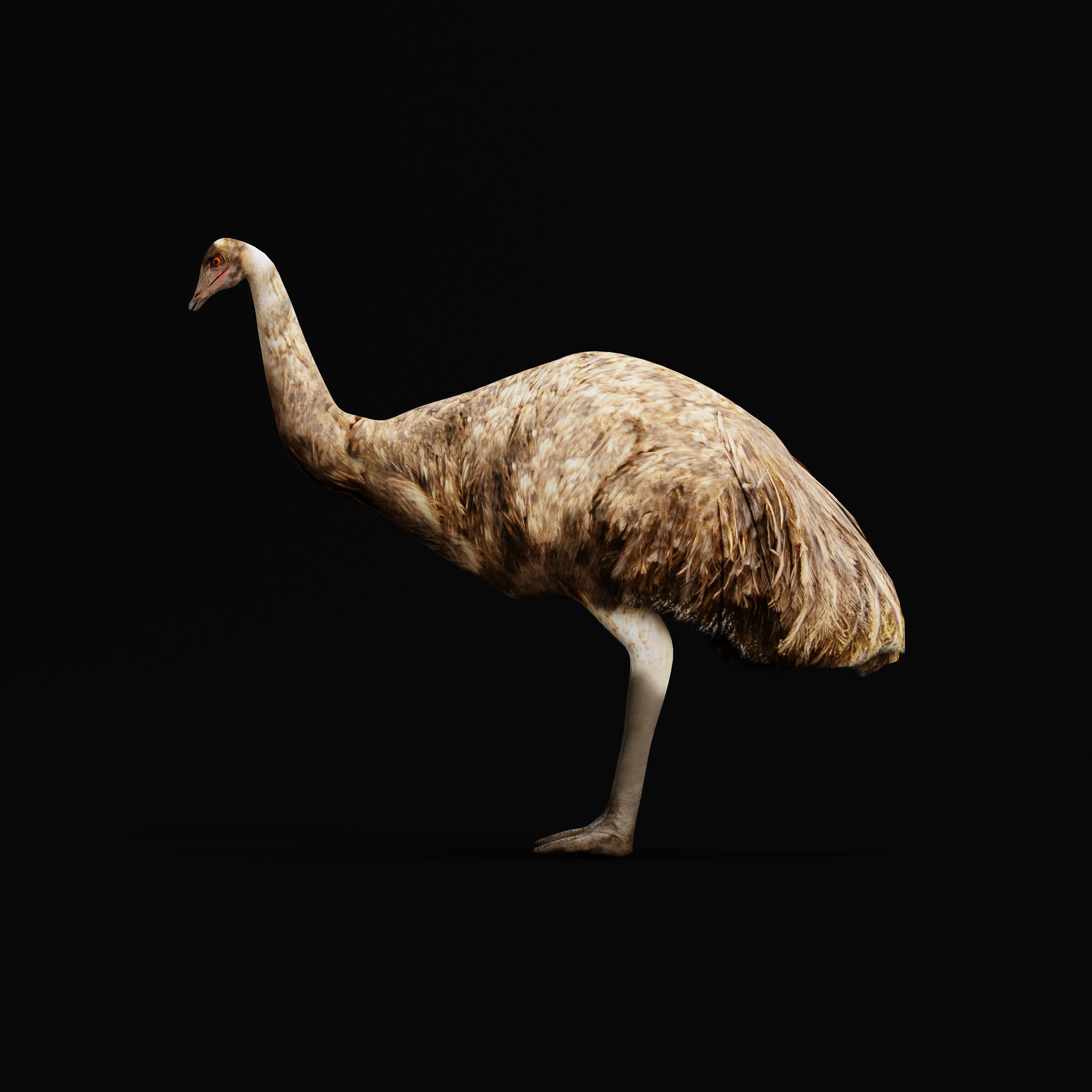 Emu Bird Low-poly 3D model_27