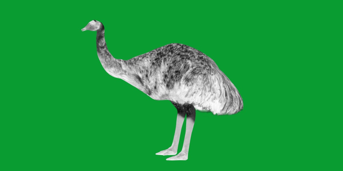 Emu Bird Low-poly 3D model_4