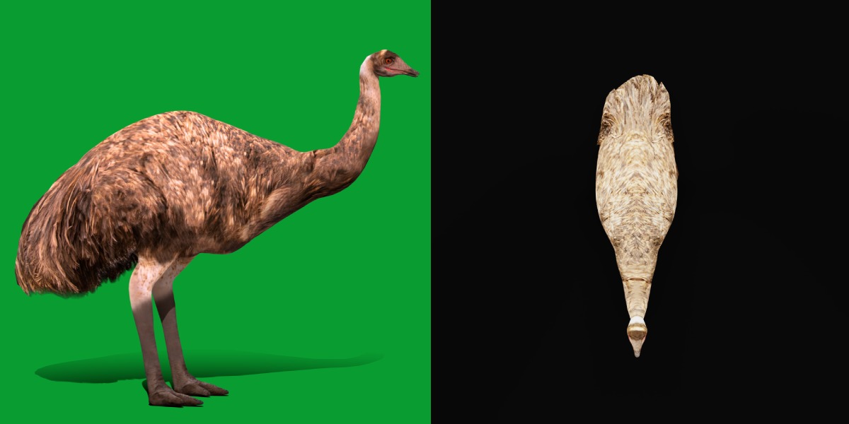 Emu Bird Low-poly 3D model_5