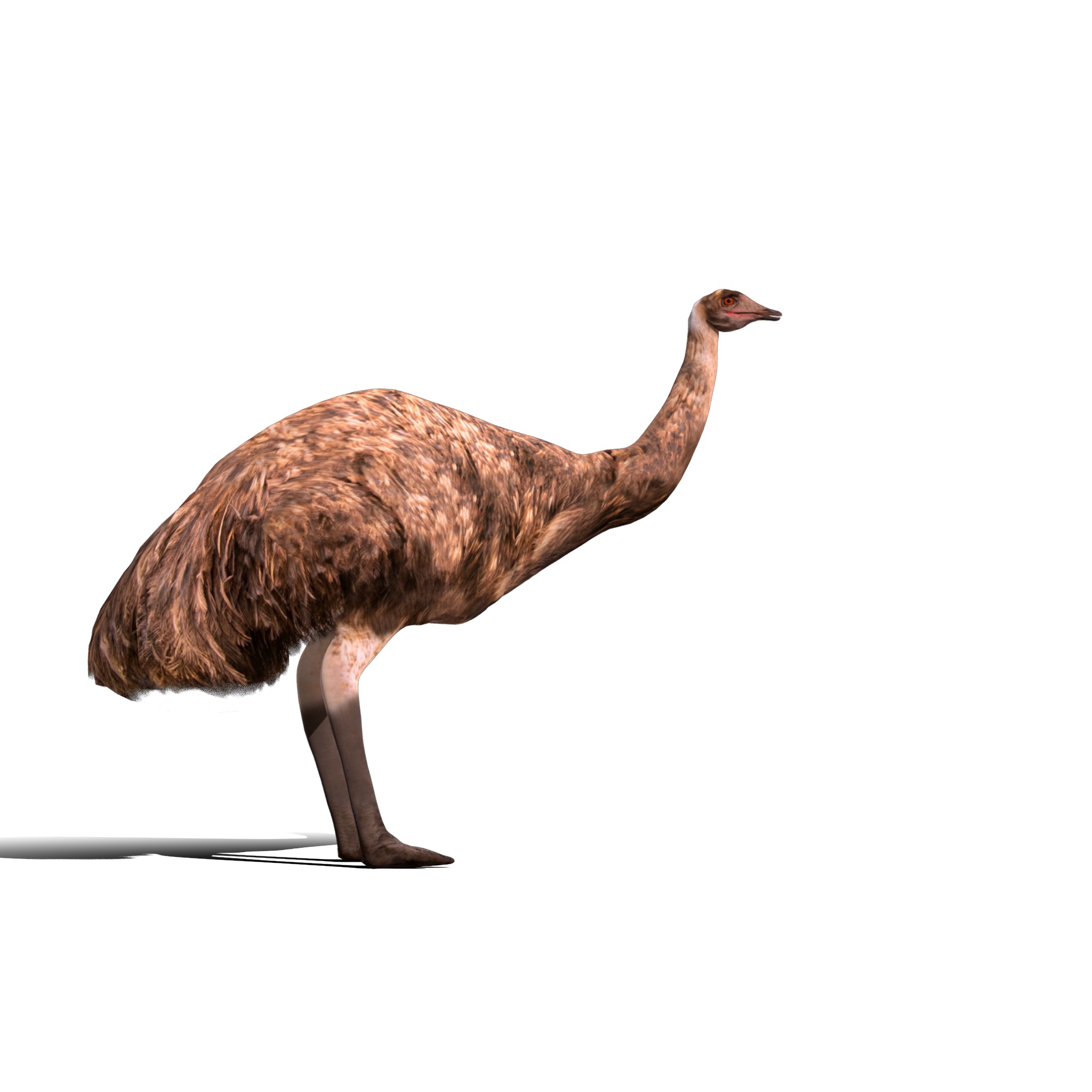 Emu Bird Low-poly 3D model_13