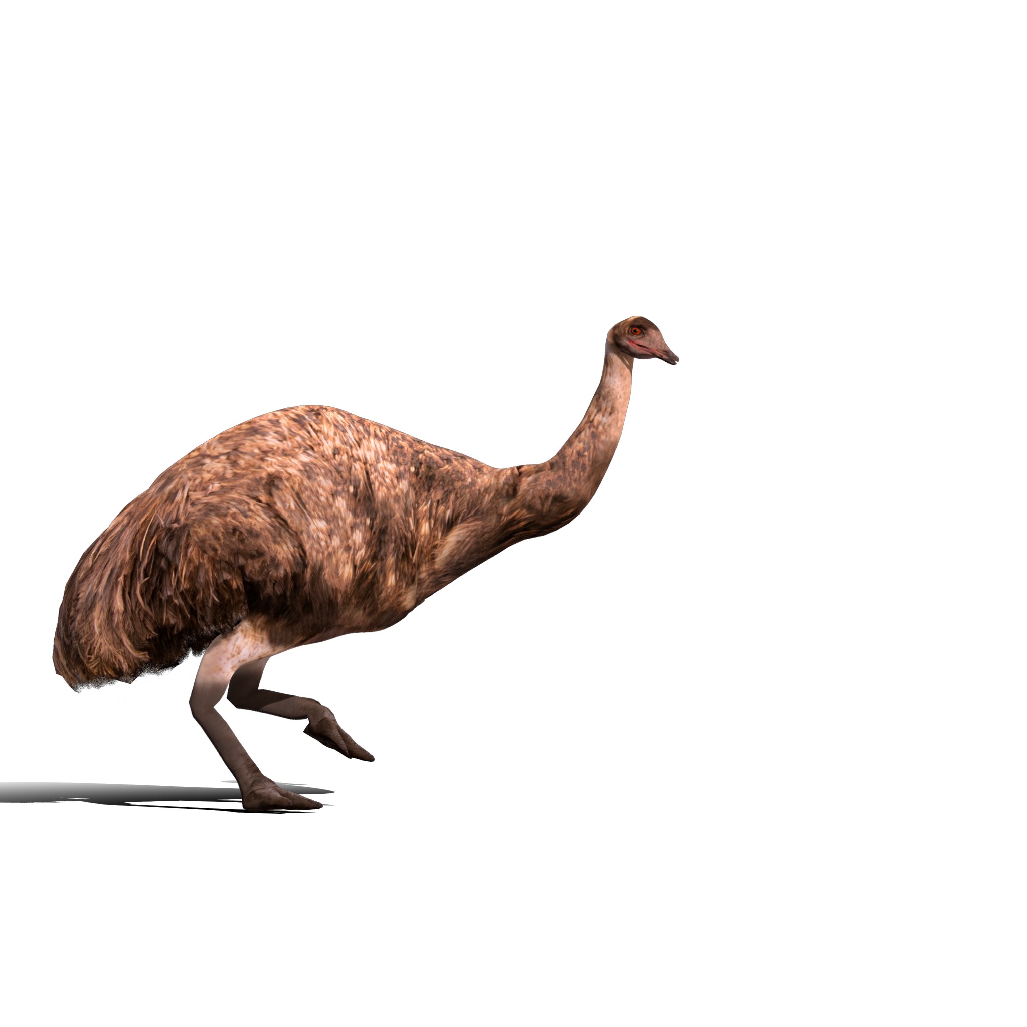 Emu Bird Low-poly 3D model_2