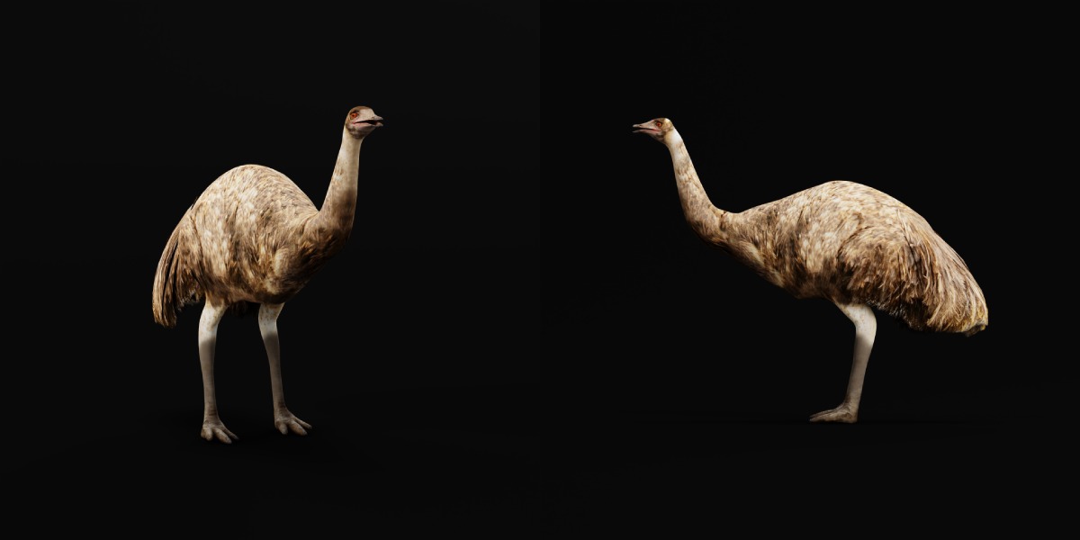 Emu Bird Low-poly 3D model_19